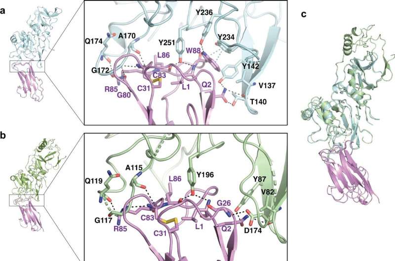 Breakthrough for broad-spectrum malaria therapy